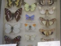 Czytaj więcej: Galeria - Biedronek