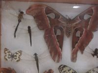 Czytaj więcej: Galeria - Biedronek