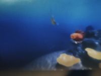 Czytaj więcej: Wiewiórkowa galeria